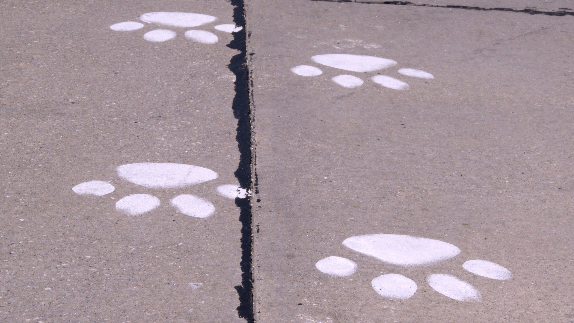paw prints on sidewalk