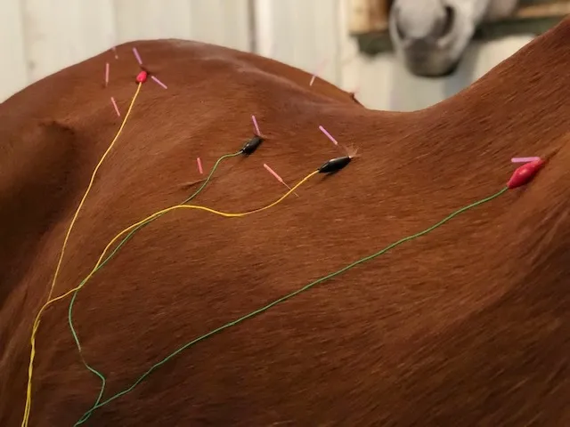horse Acupuncture