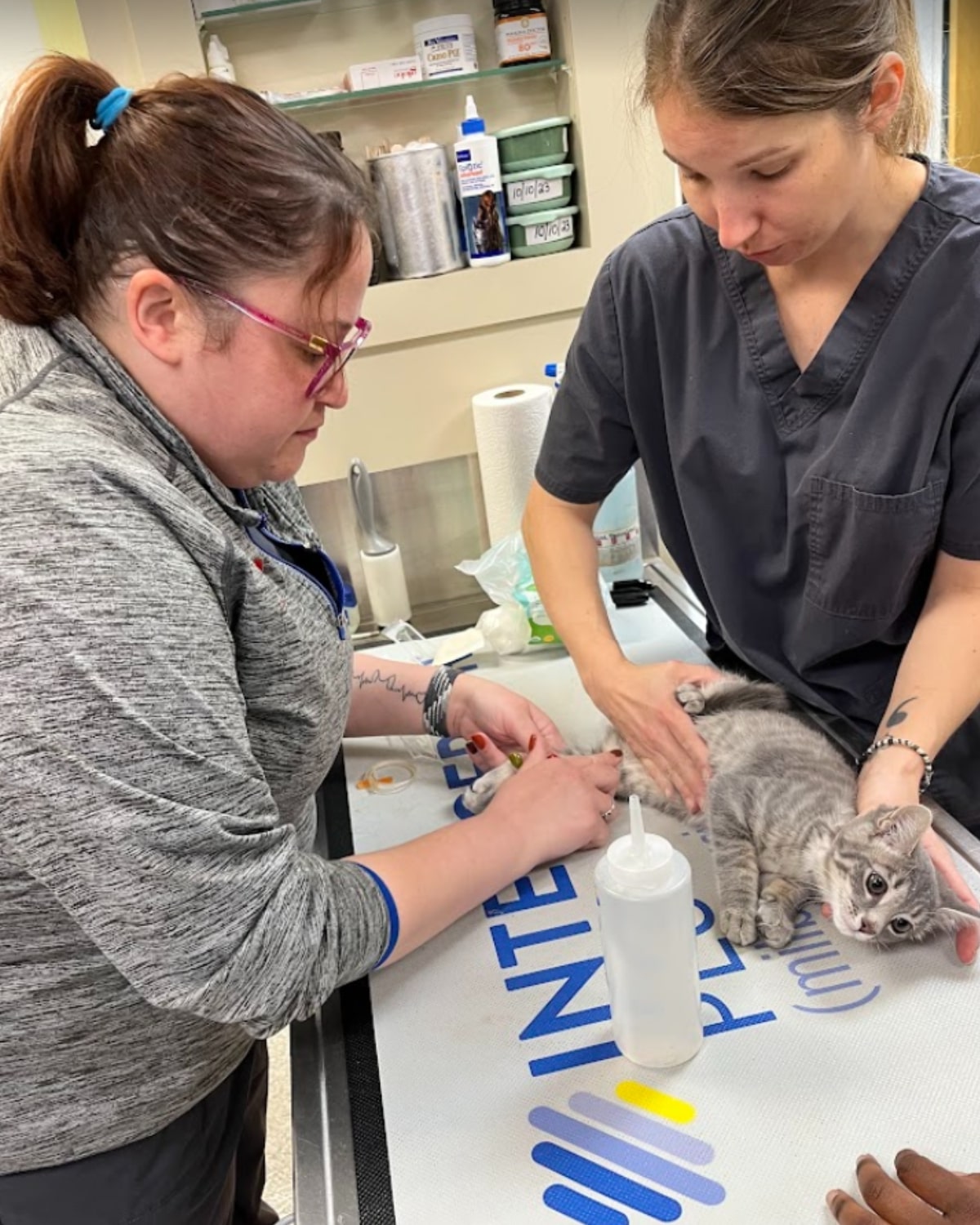 nurse holding cat