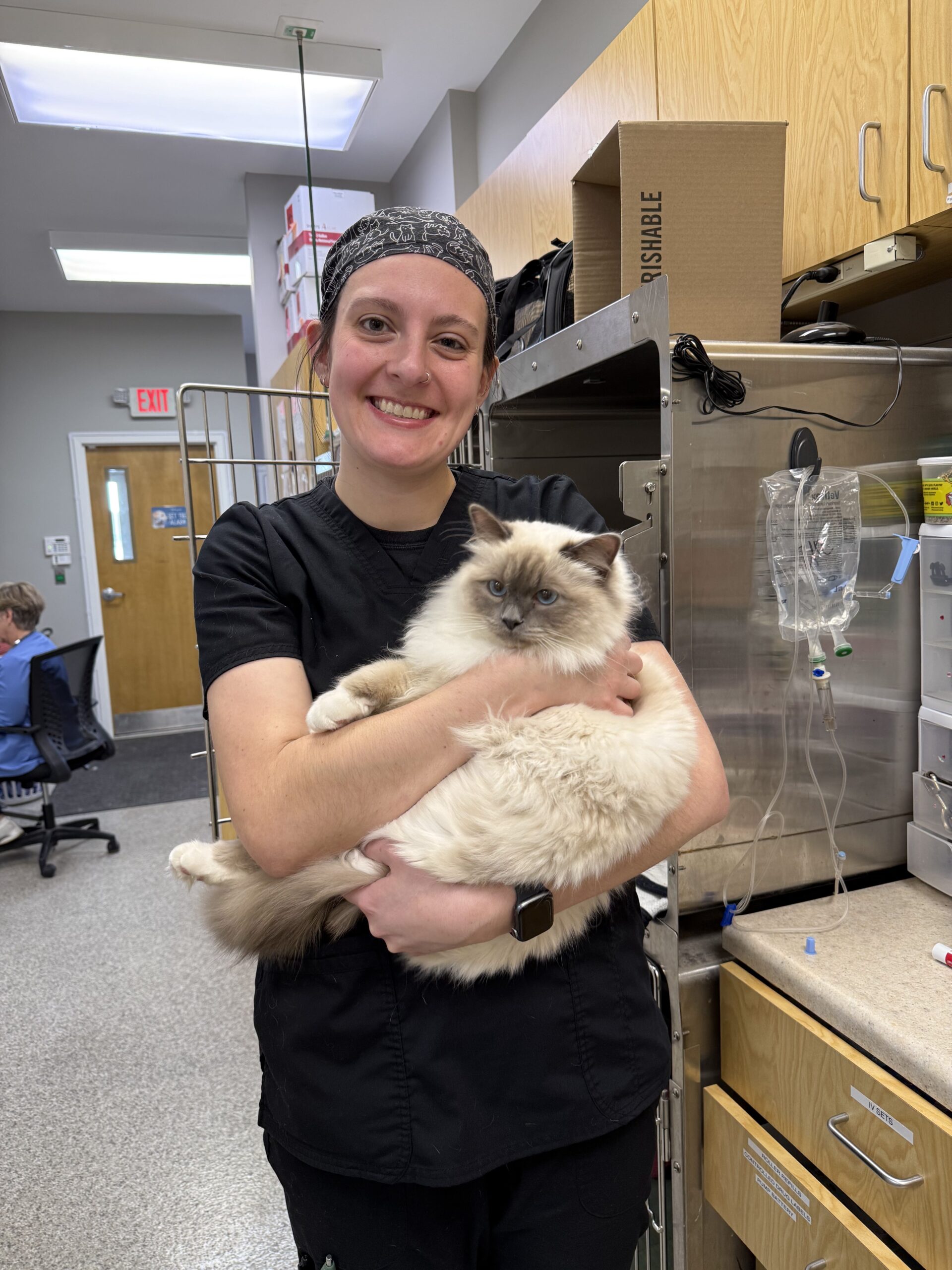 animal hospital of shawnee hills - about us - black cat .jpg