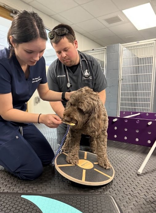 IMG_4089 Veterinary team helps brown curly-haired dog balance on wobble board during rehab session