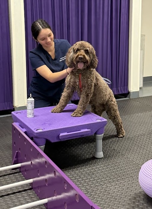 IMG_4128 Vet assists brown curly-haired dog on purple rehab platform during canine physical therapy session.
