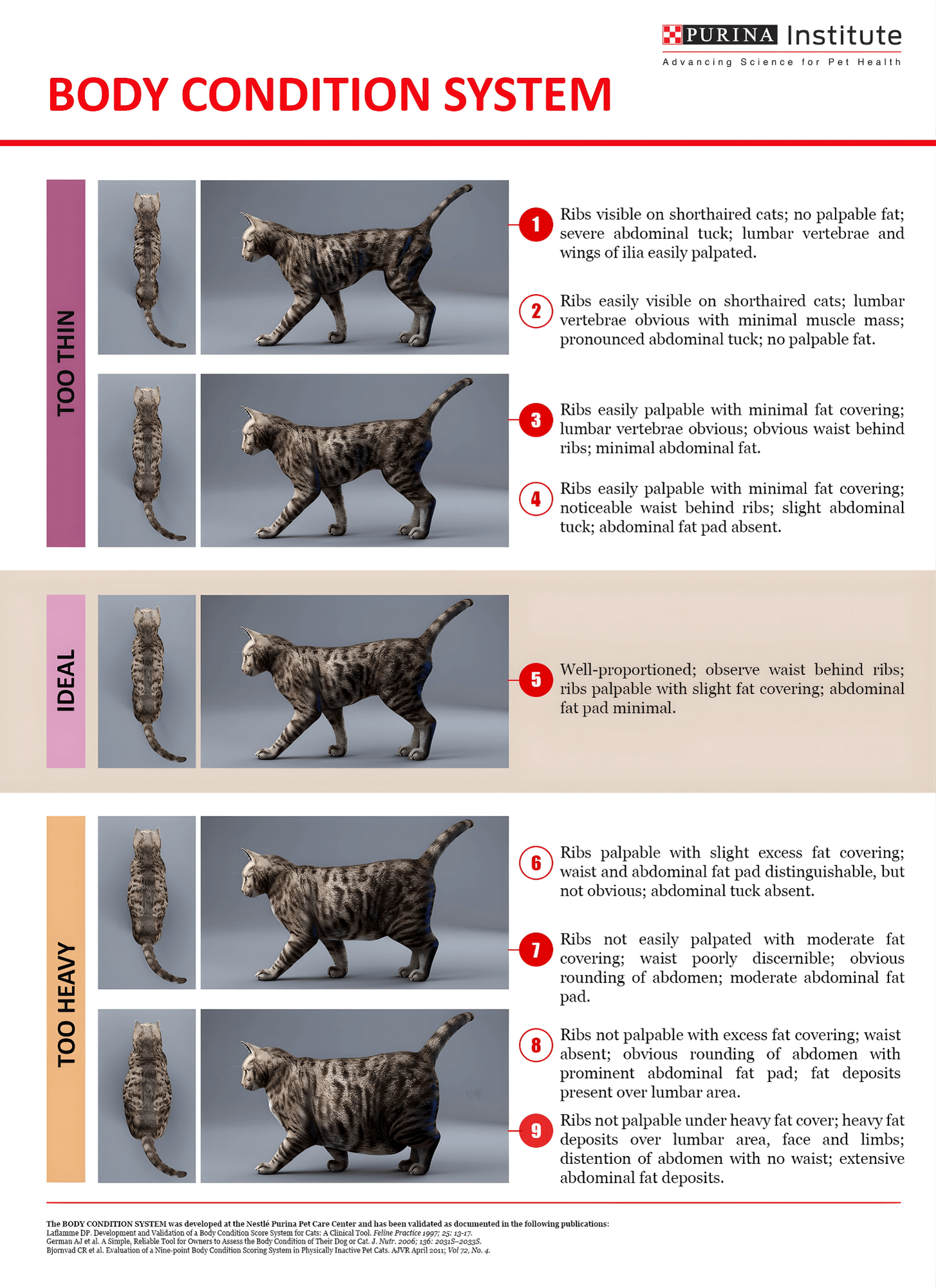 BCS Cat Graphics