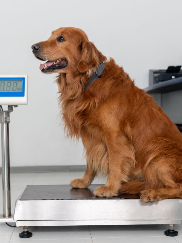 a dog on a weighing scale