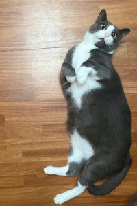 A cat lying on the floor