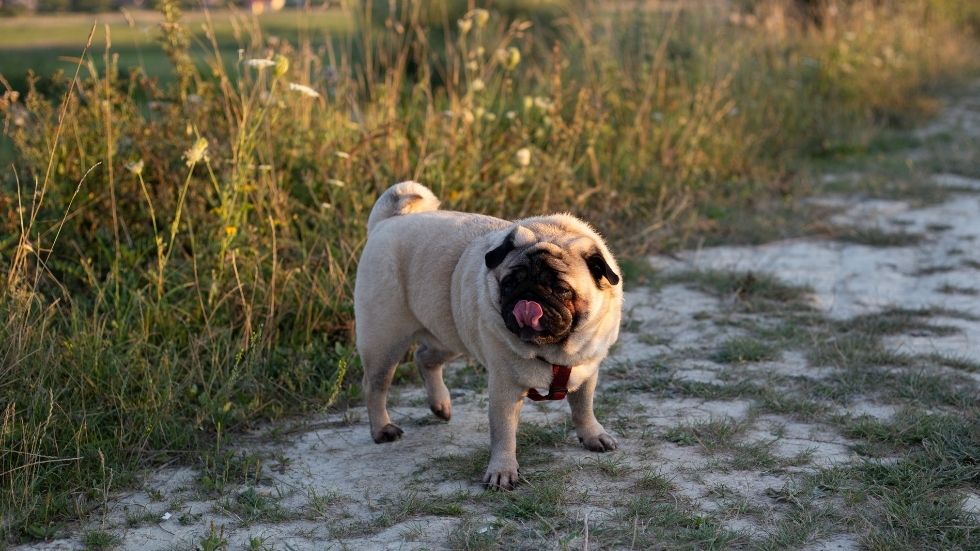 A pug dog outdoors