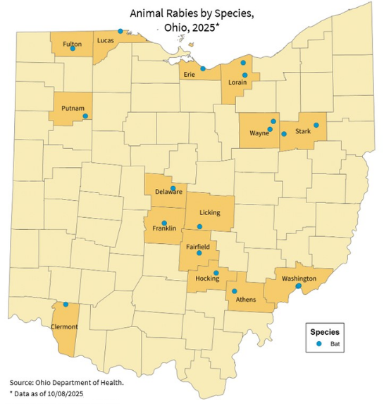 A cat lying on the floor