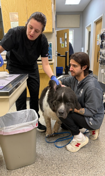 A cat lying on the floor