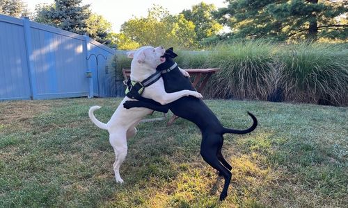 In a yard, two dogs are engaged in a playful fight