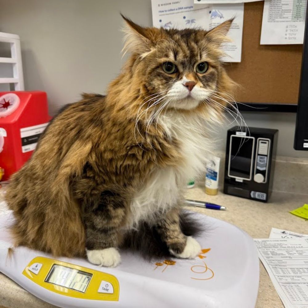 A cat sits on a scale in front of a desk