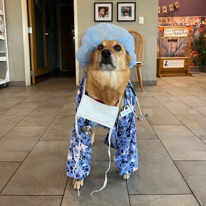A dog dressed in a doctor's outfit and hat