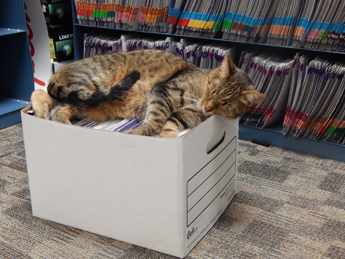 photo 2 cat sleeps peacefully on a white box