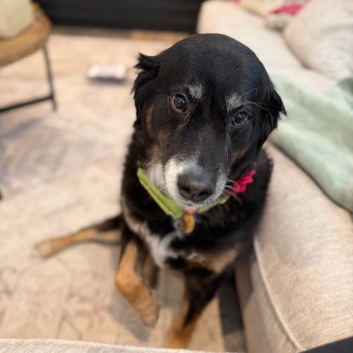 A black dog sitting indoors