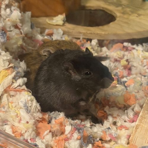 A guinea pig