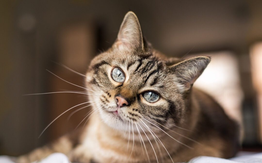 cat lying on a bed